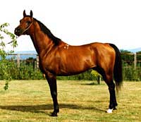 horsepic002