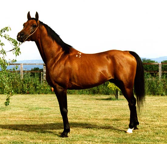 horsepic002